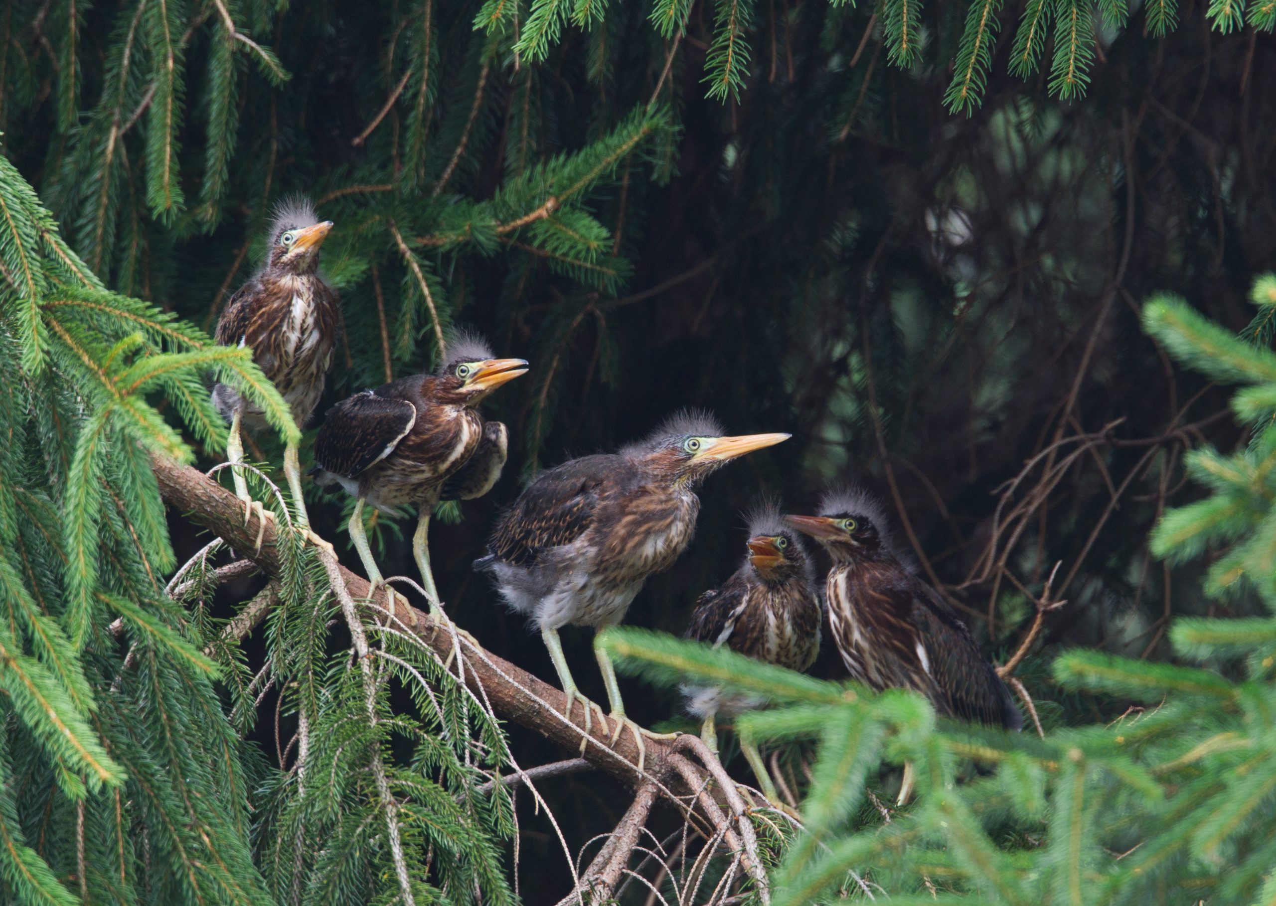 Green Heron